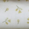 Cream Tulip